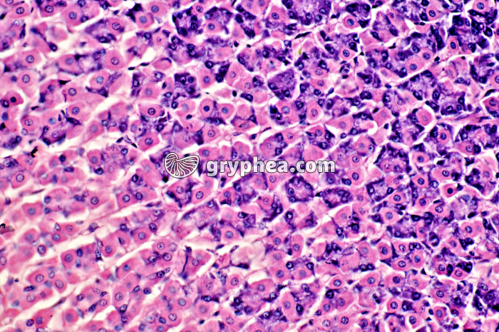 Estomac Lapin x100 - gryphea.org